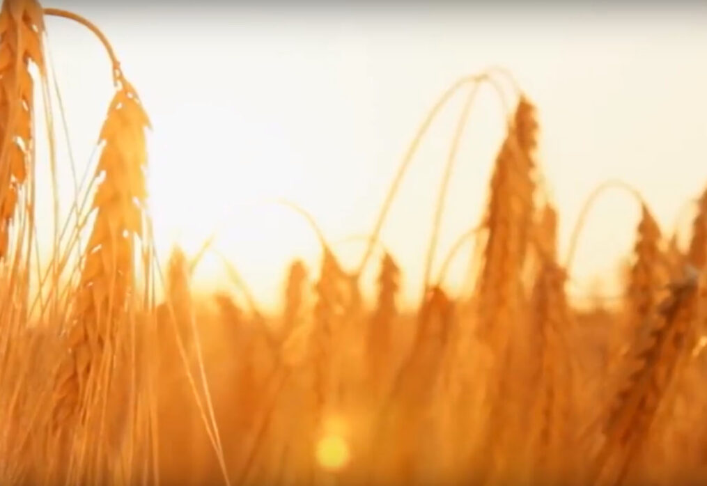 “Хөвсгөл алтан дуулга” хк-ийн хувьцаа эзэмшигчид өөрийн эзэмшлийн хувьцаагаа эргүүлэн худалдаж авахыг компаниас  шаардах эрх үүссэн тухай МЭДЭГДЭЛ