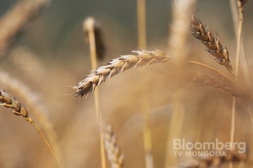 ХӨВСГӨЛ АЛТАНДУУЛГА: 1 га-аас авах ургац сүүлийн 6 жилийн дунджаас 36 хувиар нэмэгдлээ.